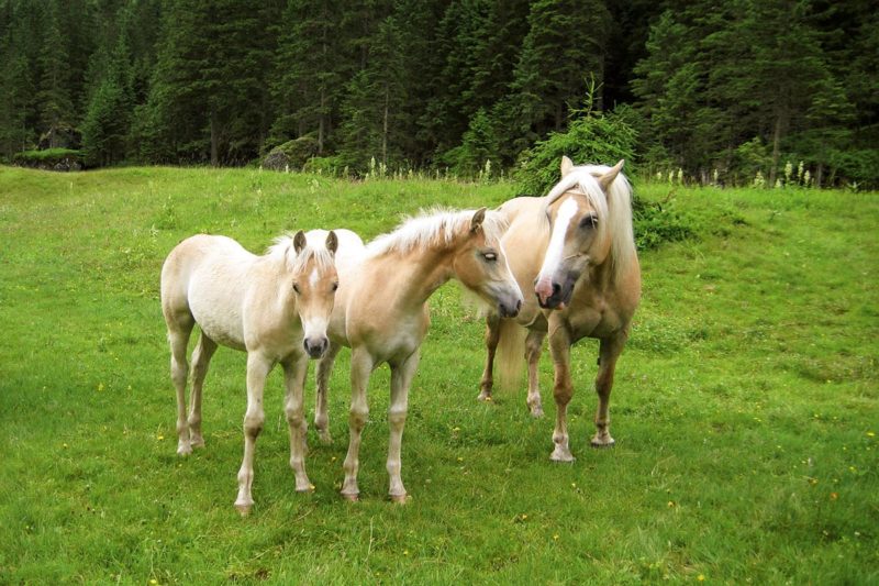 Pferdesport - Urlaub in Ramsau am Dachstein