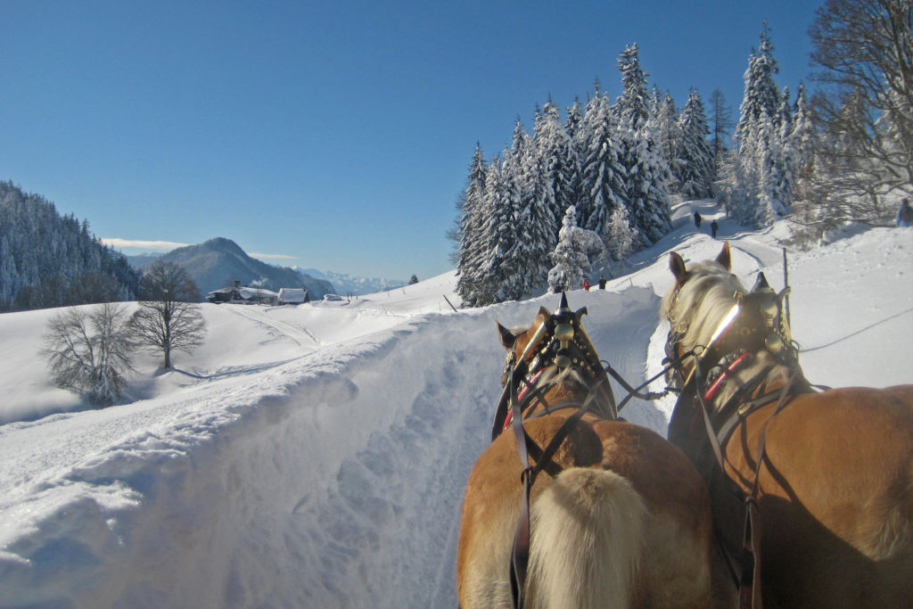 Ferchtlhof Ramsau Bildergalerie Pferdeschlittenfahrt