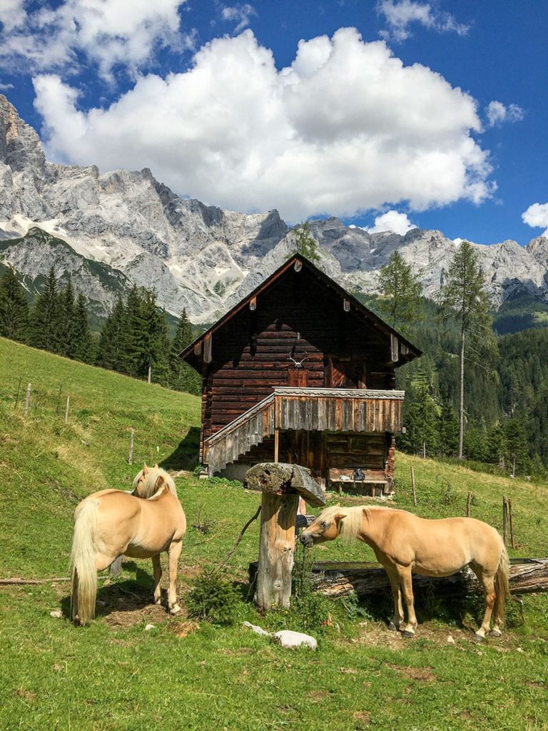 Hofeigene Haflingerzucht, Urlaub am Bauernhof in Ramsau am Dachstein