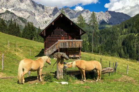 Hofeigene Haflingerzucht, Urlaub am Bauernhof in Ramsau am Dachstein