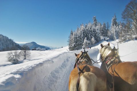 Ferchtlhof Ramsau Haflingerzucht Winter