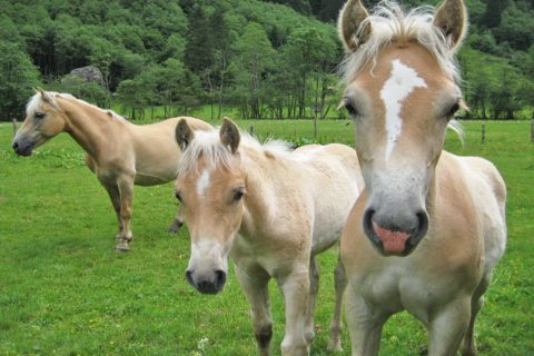 Ferchtlhof Ramsau Haflingerzucht