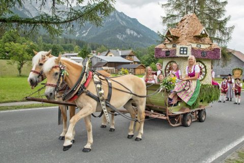 Ferchtlhof Ramsau Haflingerzucht02