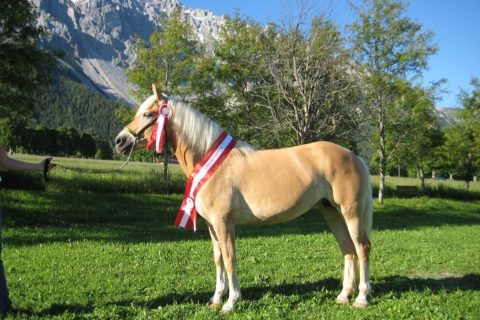 Ferchtlhof Ramsau, Urlaub am Pferdehof in der Steiermark, Zuchtpferd Estella